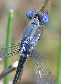 Sweetflag Spreadwing